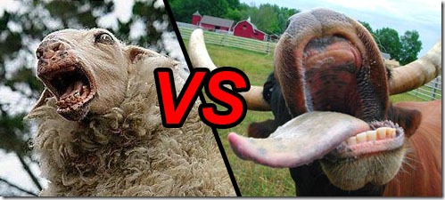 Sheep versus cow